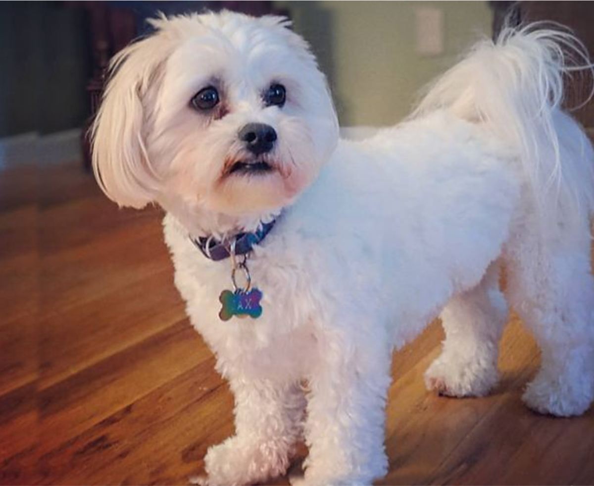 15 Most Popular Shih Tzu Mixed Dog Breeds - HubPages