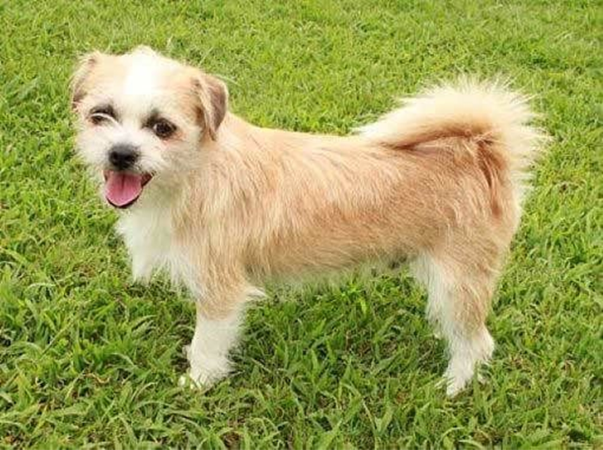 15 Most Popular Shih Tzu Mixed Dog Breeds HubPages