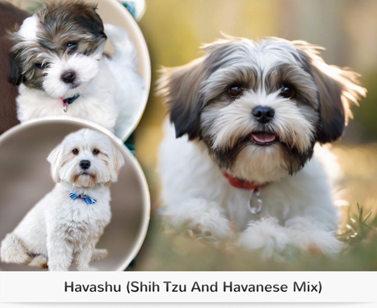 15 Most Popular Shih Tzu Mixed Dog Breeds - HubPages