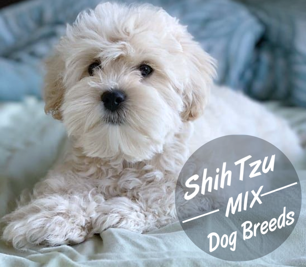 15 Most Popular Shih Tzu Mixed Dog Breeds