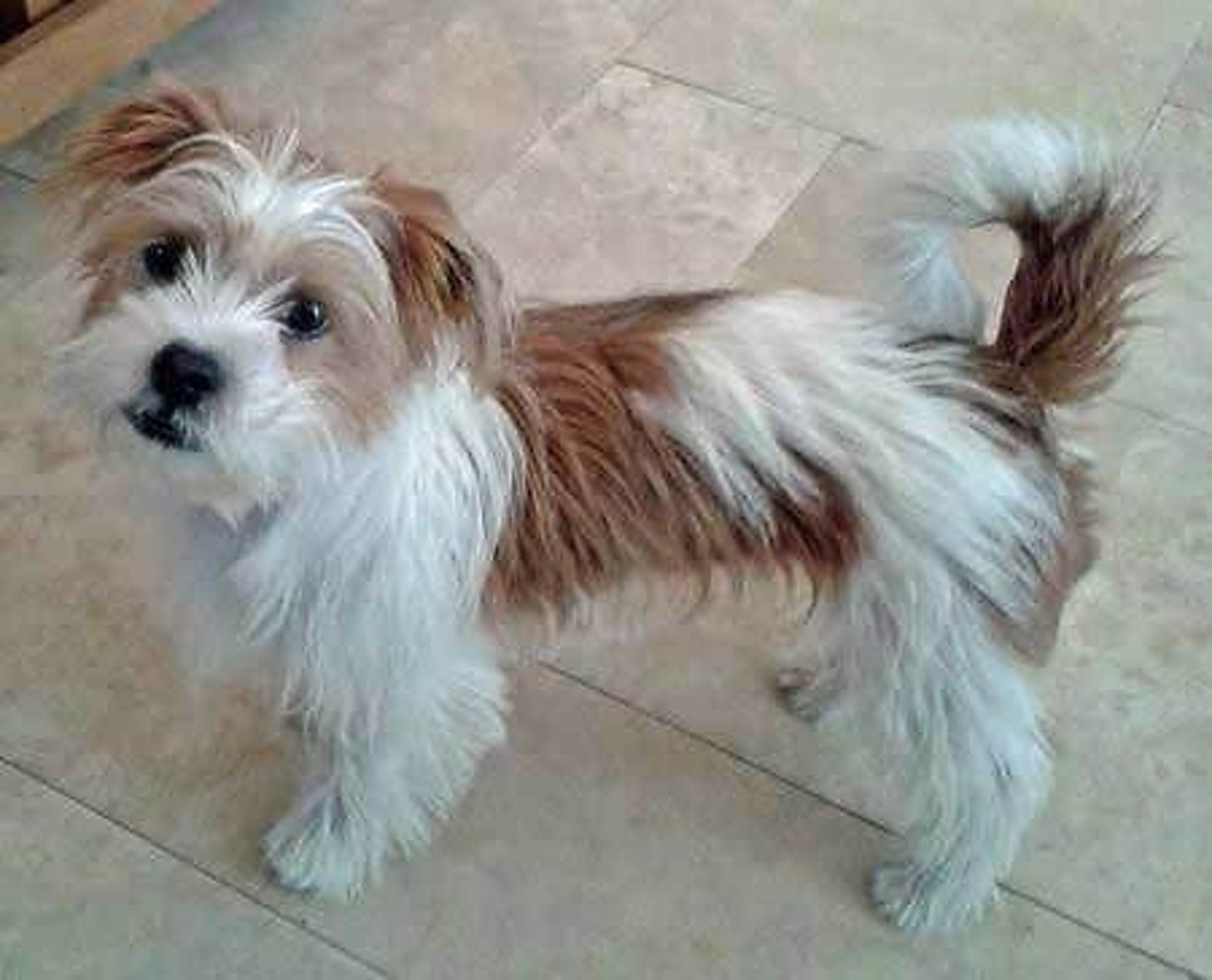 15 Most Popular Shih Tzu Mixed Dog Breeds HubPages
