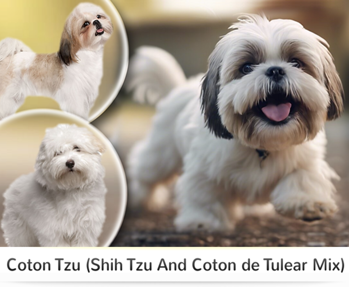 15 Most Popular Shih Tzu Mixed Dog Breeds - Hubpages