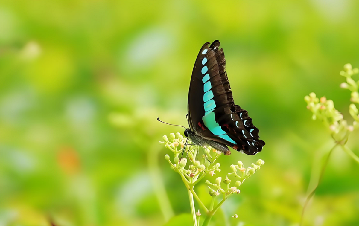 Butterfly - Letterpile