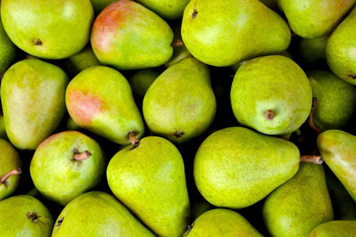 How to Grow Pears and When to Harvest in Arizona