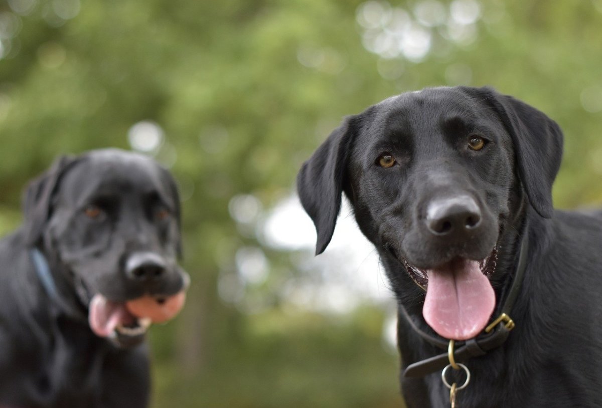 500 Labrador Retriever Names: Classic, Cool, Funny & More - PetHelpful