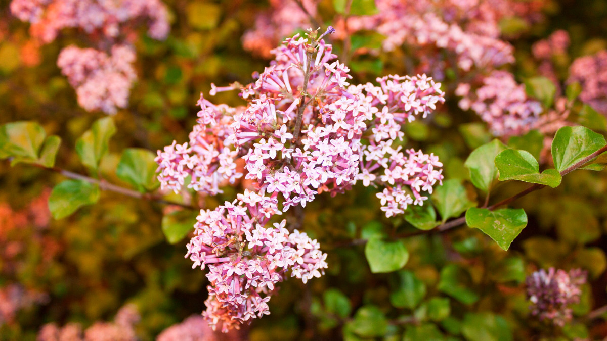 How to Grow and Maintain Korean Lilac