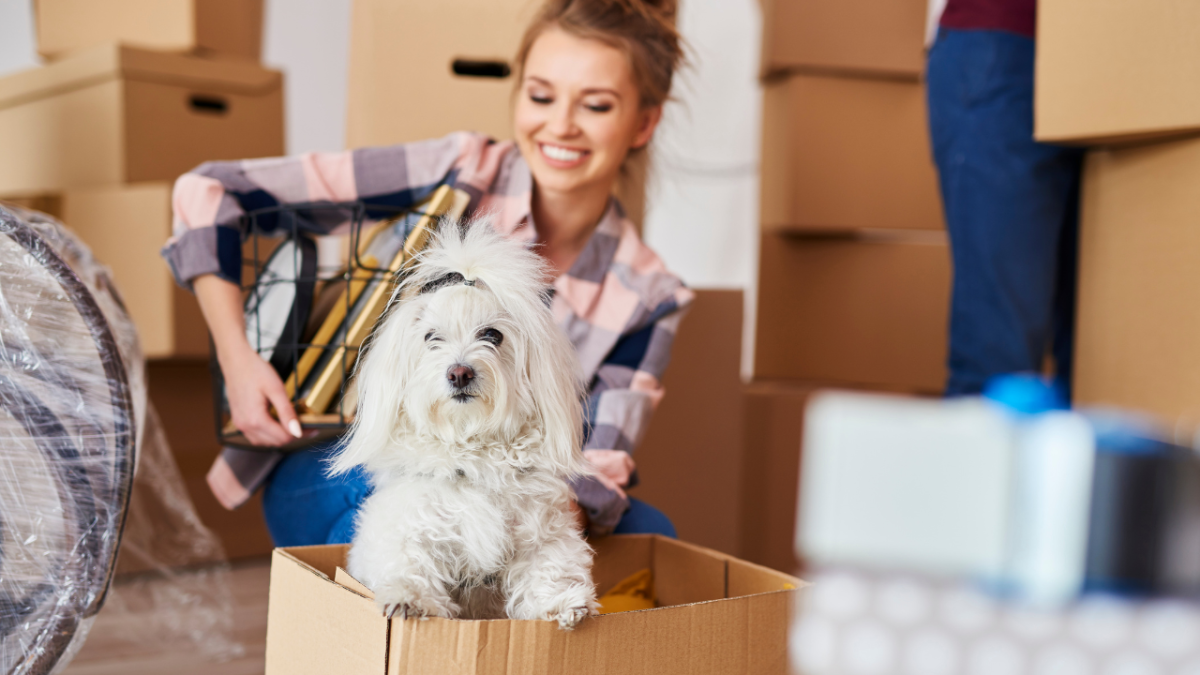 Does Moving Stress Out Dogs? 8 Tips for a Smoother Transition