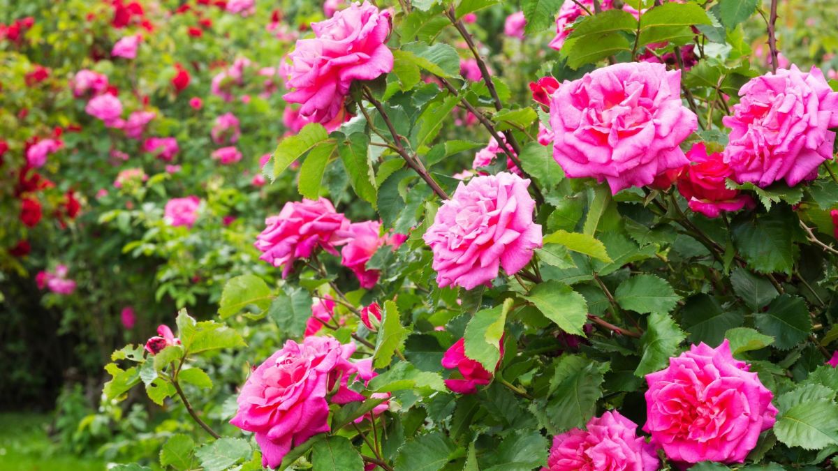 15 Plants With Pink Flowers for an Enchanting Garden