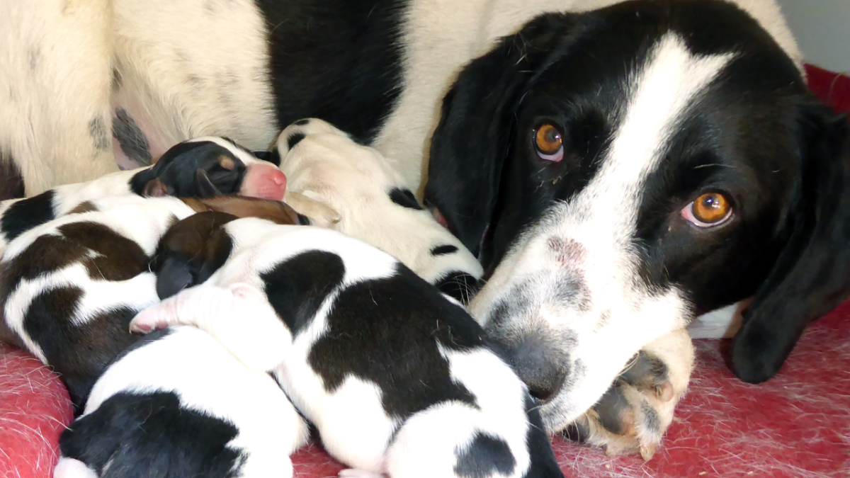 Understanding Dog Maternal Aggression