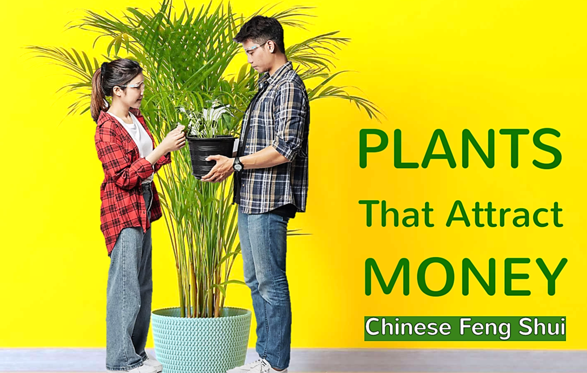 15 Chinese Feng Shui Plants That Attract Money