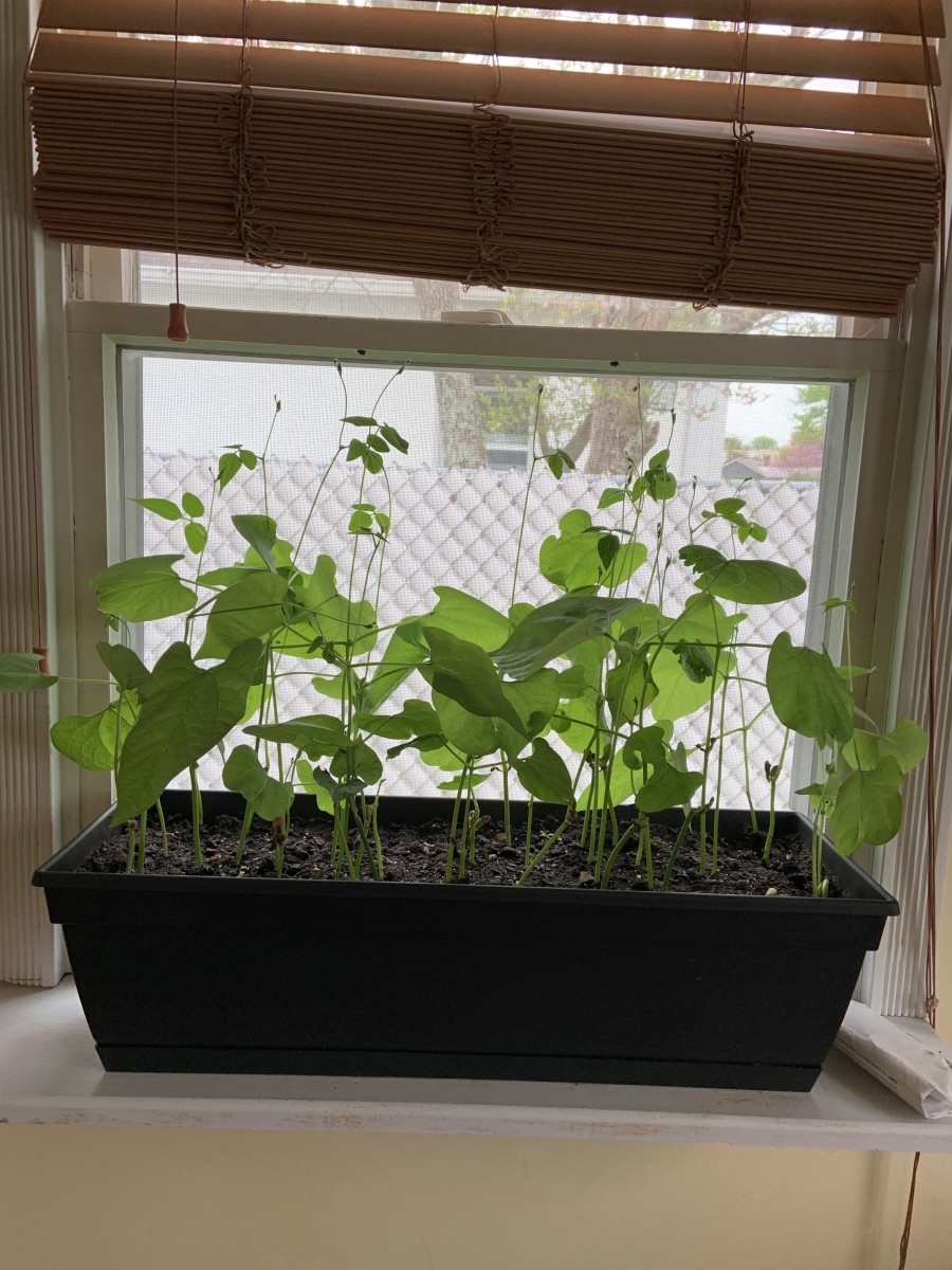 Growing Green Beans in Your Window Sill Garden and Nutritional Value of Green Beans
