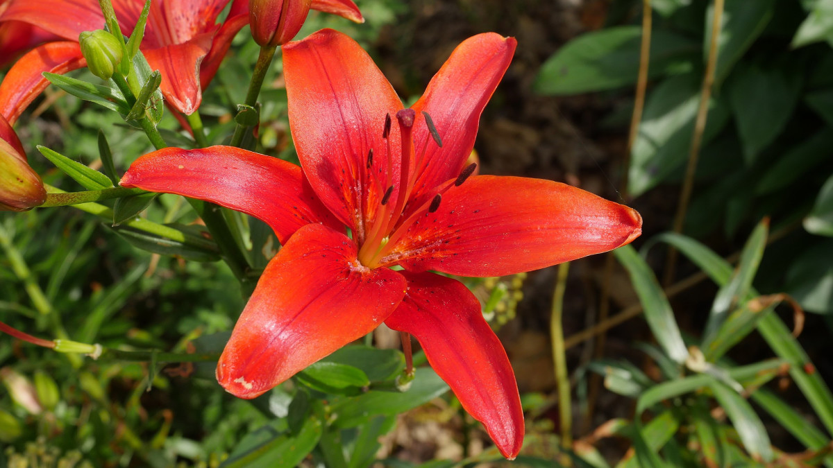 How to Grow Asiatic Lilies