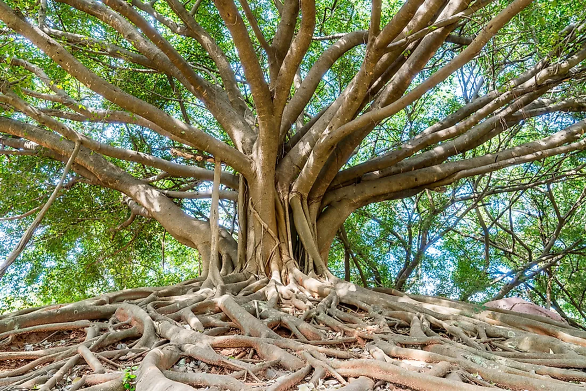 5 Sacred Trees That Are Worshiped in India
