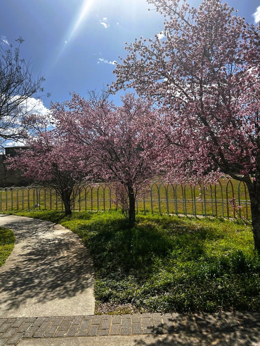 Spring is Coming (Atlanta 2024)