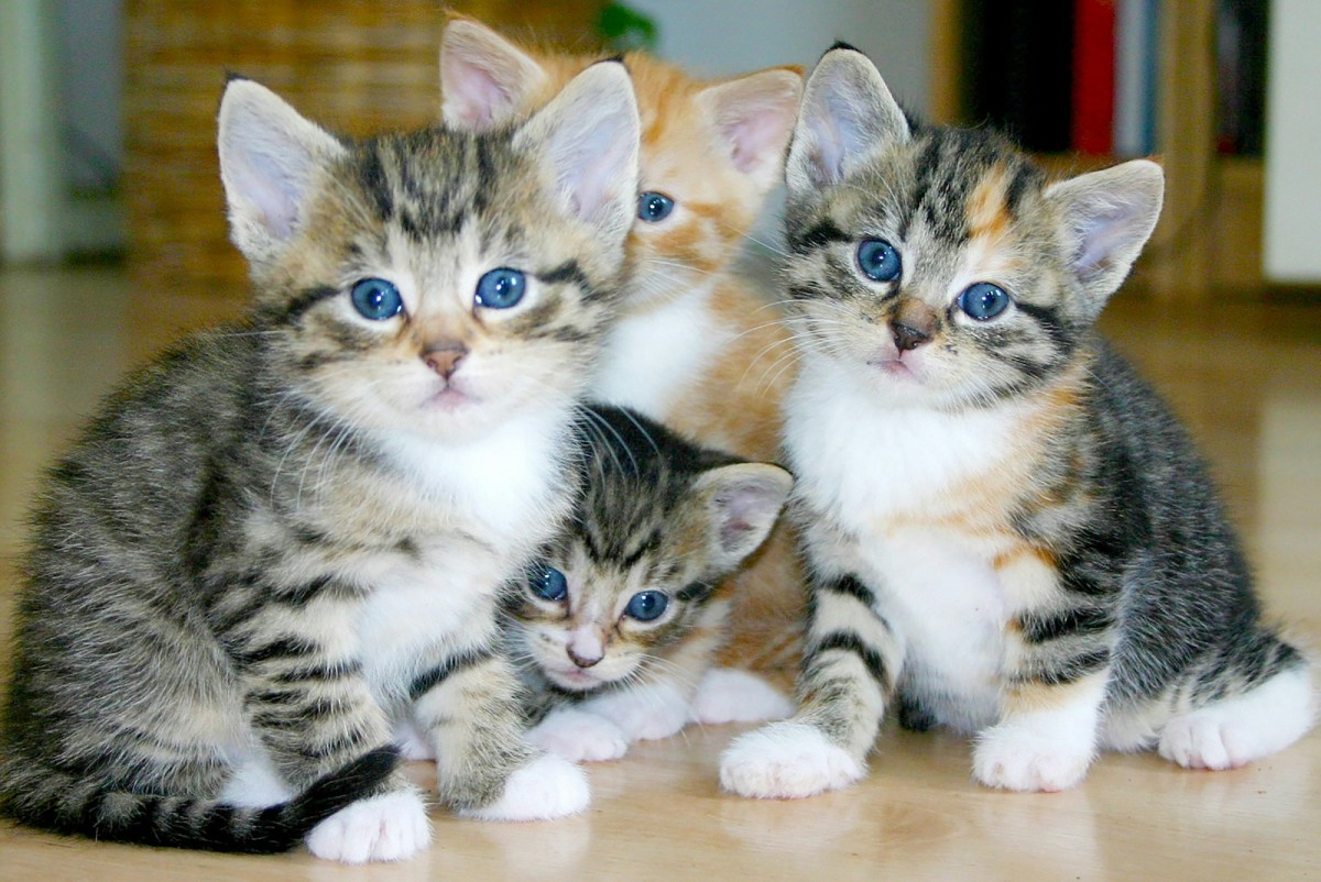 How to Become a Foster Family for Kittens