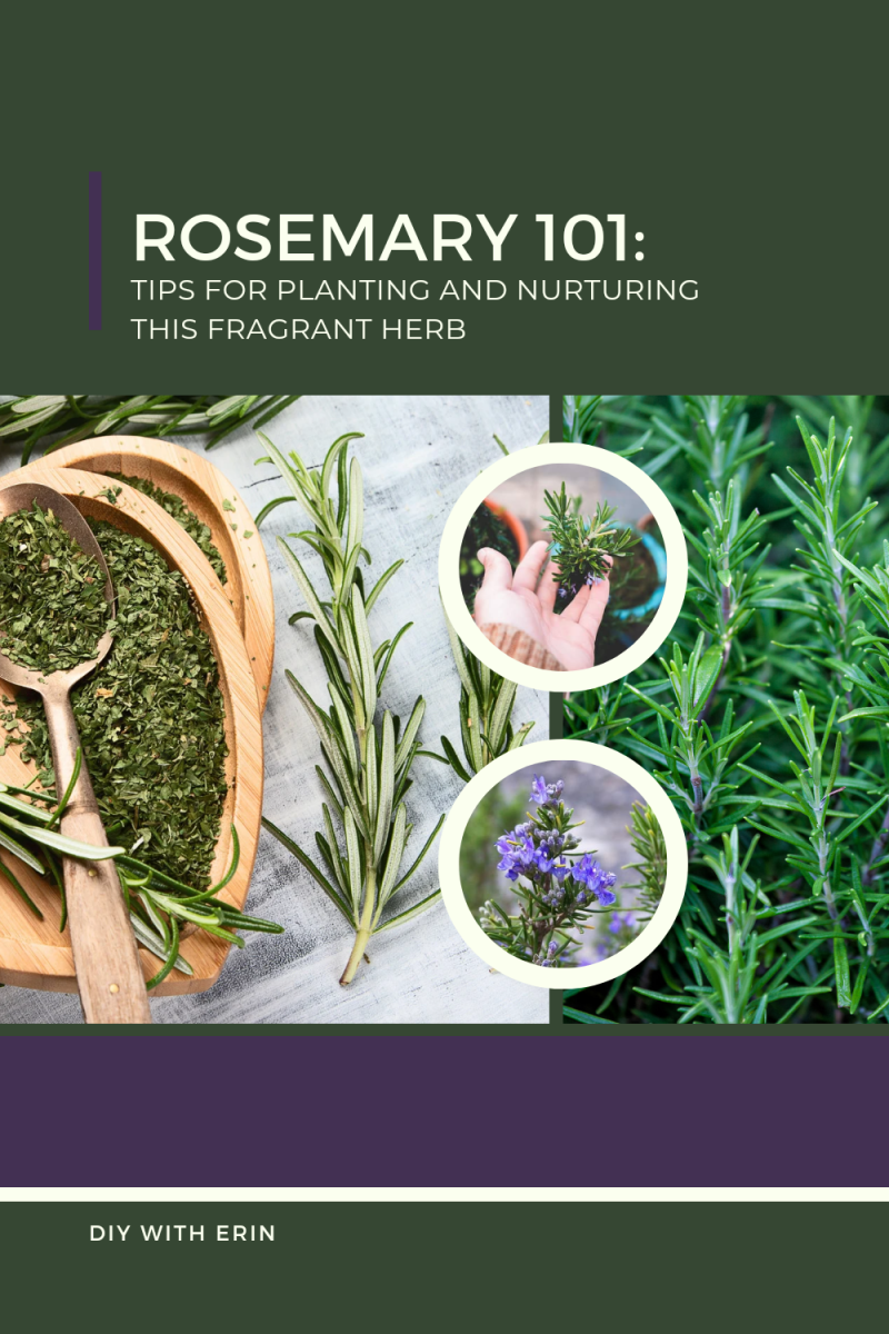Rosemary 101: Tips for Planting and Nurturing This Fragrant Herb