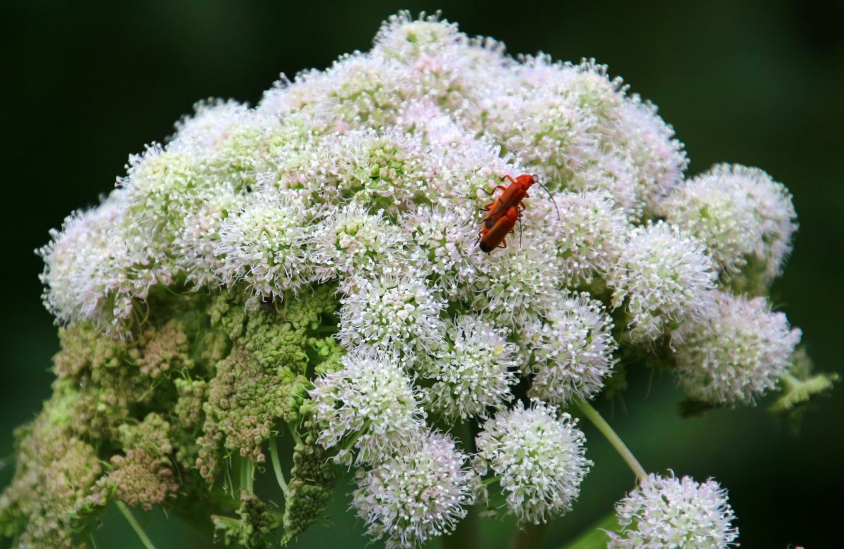 The Top 10 Deadliest Plants in the World Dengarden