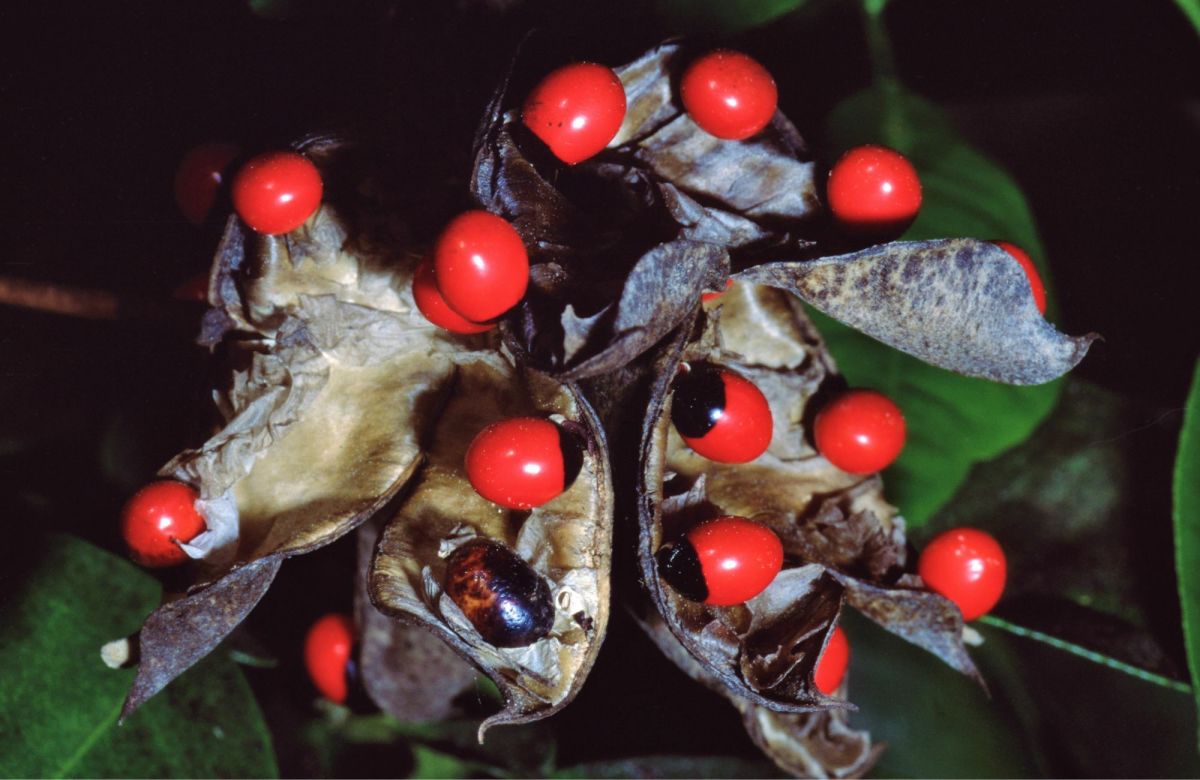 The Top 10 Deadliest Plants in the World Dengarden