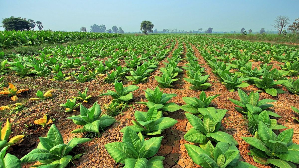 The Top 10 Deadliest Plants in the World Dengarden