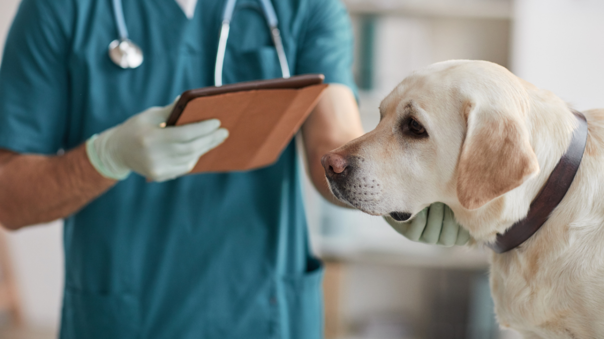 8 Dog ACL Surgery Options