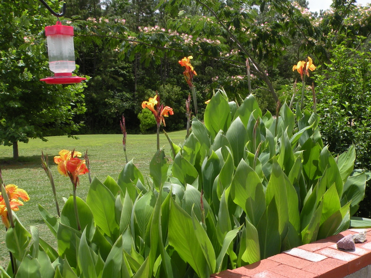 Summer Flowers Photos From My North Carolina Garden - Hubpages