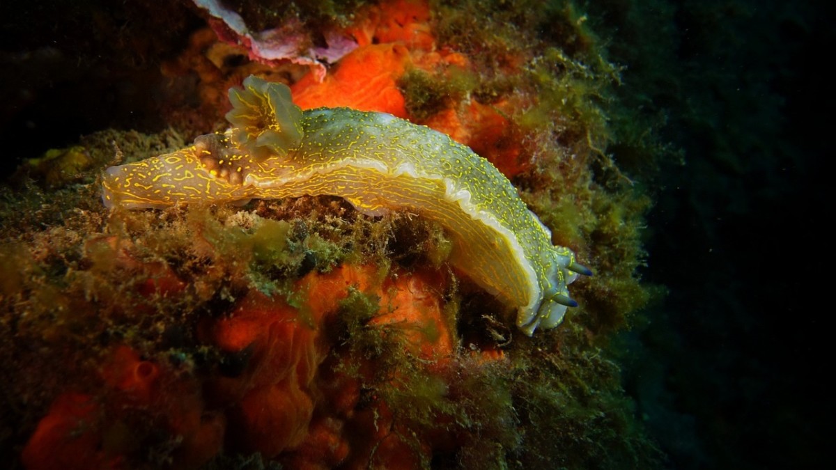 Regeneration in Nature: Skin-Shedding Mice & Self-Beheading Sea Slugs