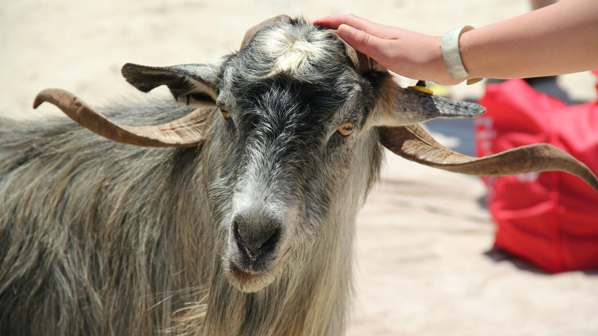 How Do I Care for My Goat's Broken Horn?