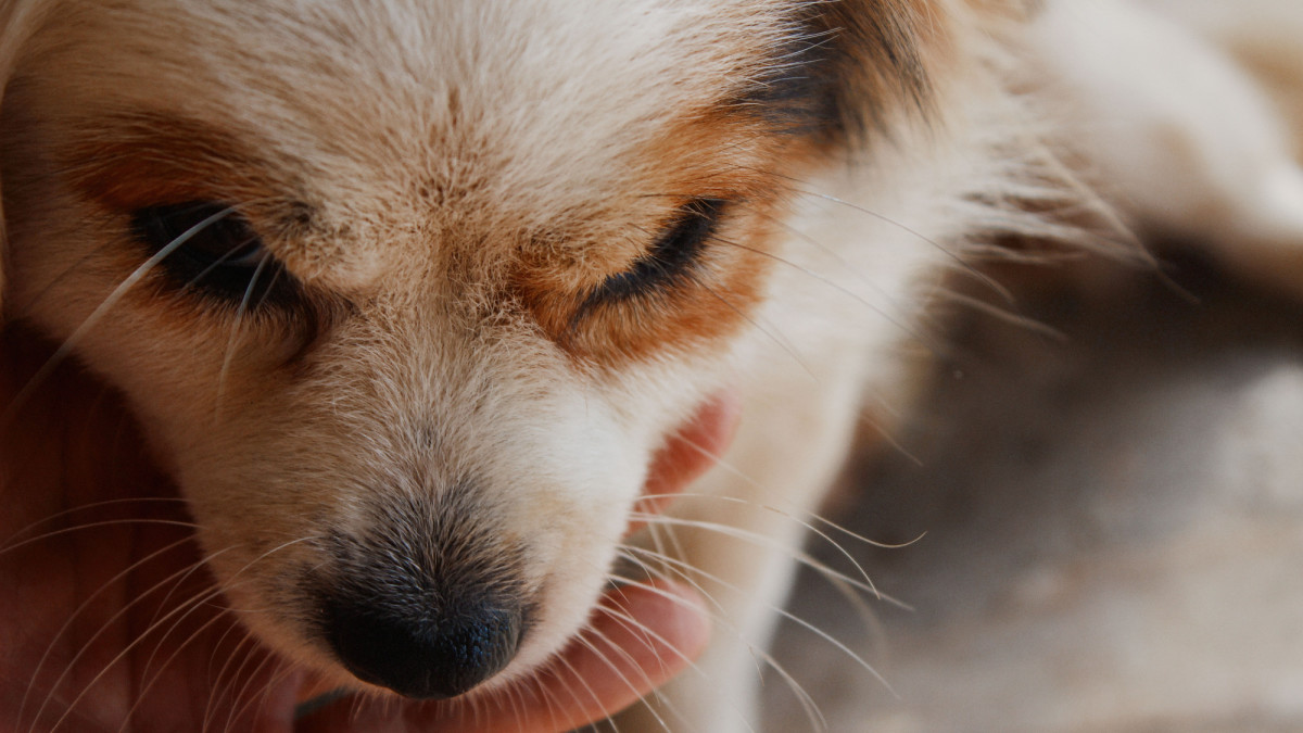 How Can I Treat My Dog’s Contact Skin Allergies?