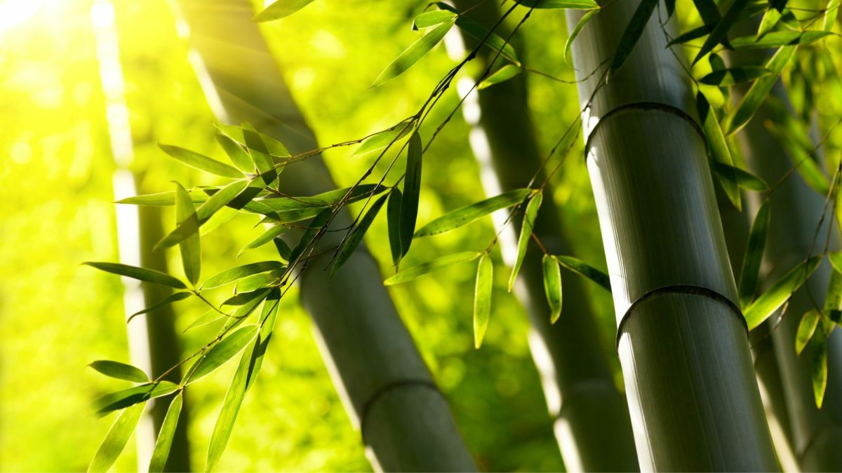 Beautiful Nature I Like