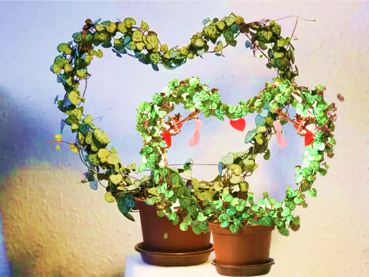 11 Indoor Plants That Attract Love In Your Life