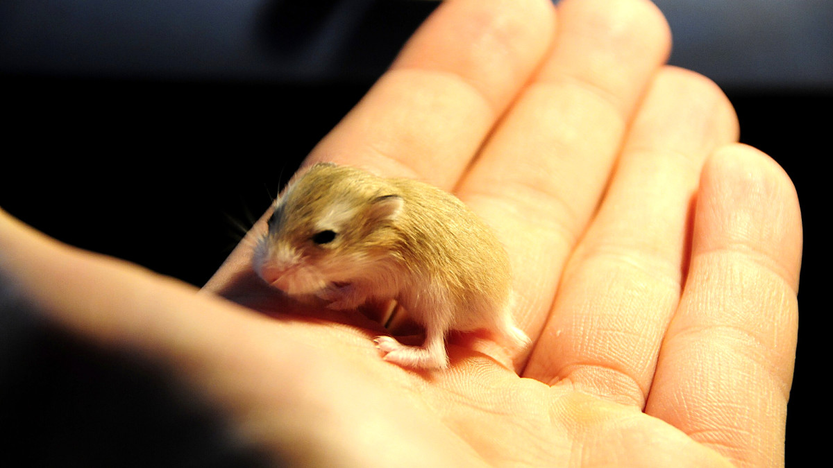 What Happens If I Touch a Baby Hamster?