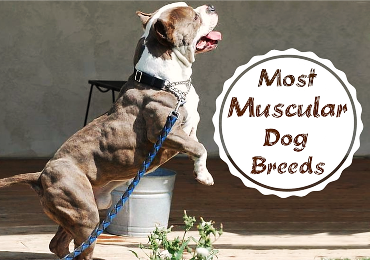 Top 15 Muscular Dog Breeds