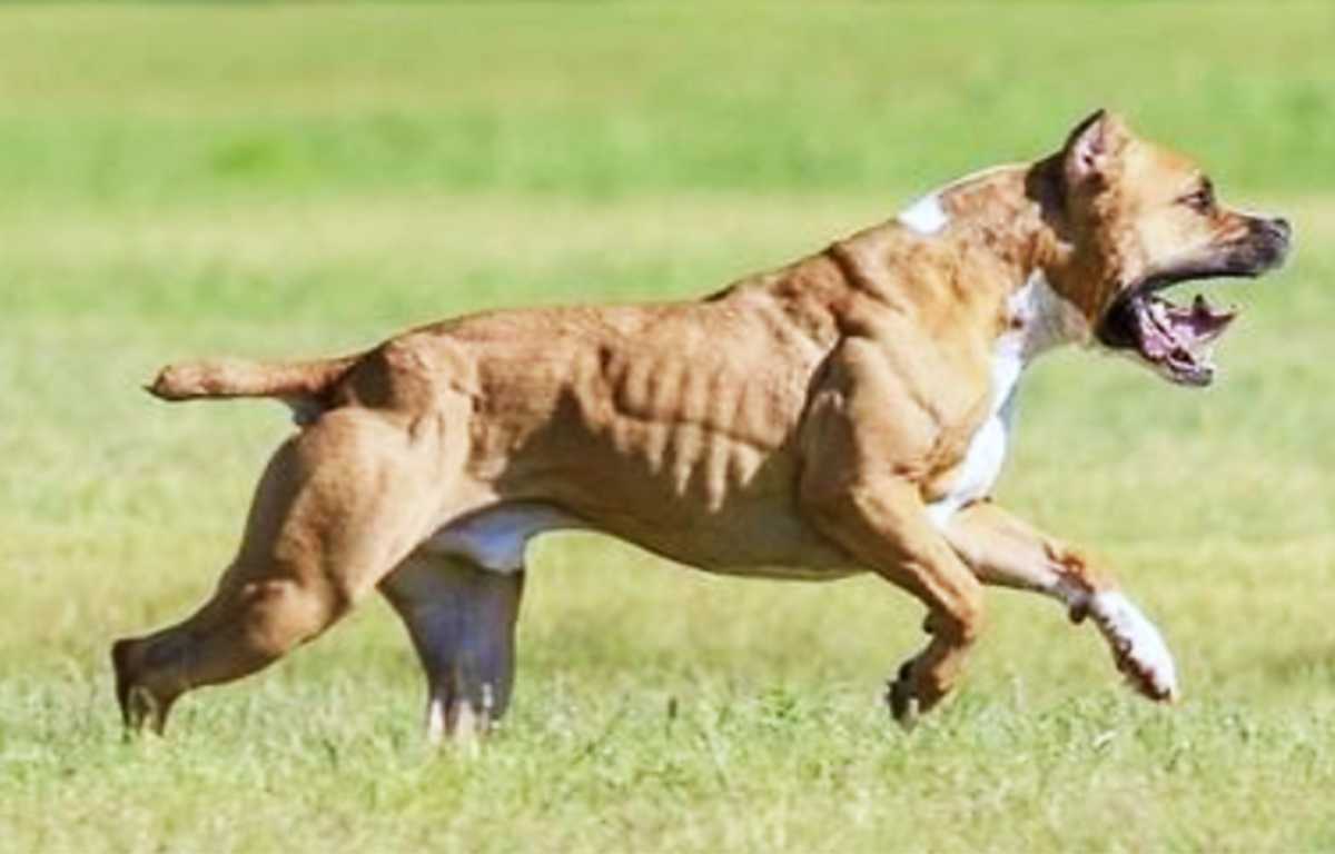 Top 15 Muscular Dog Breeds - HubPages