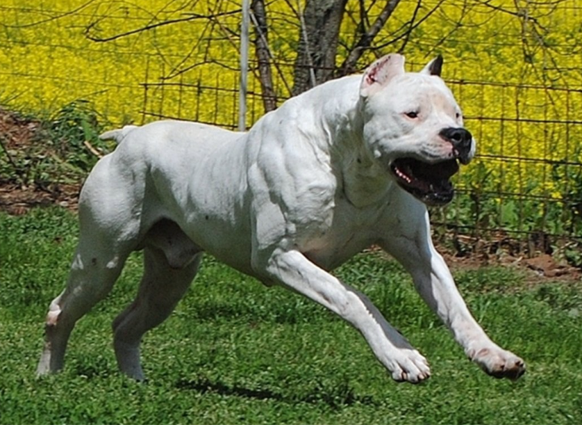 Top 15 Muscular Dog Breeds - HubPages