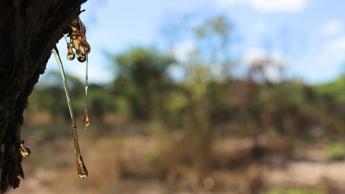 How to Remove Sticky Tree Sap Pine Tar or Pitch From Almost