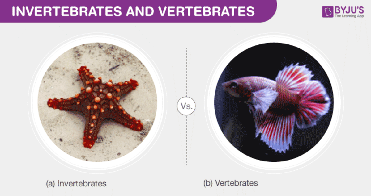 Invertebrates vs Vertibrates