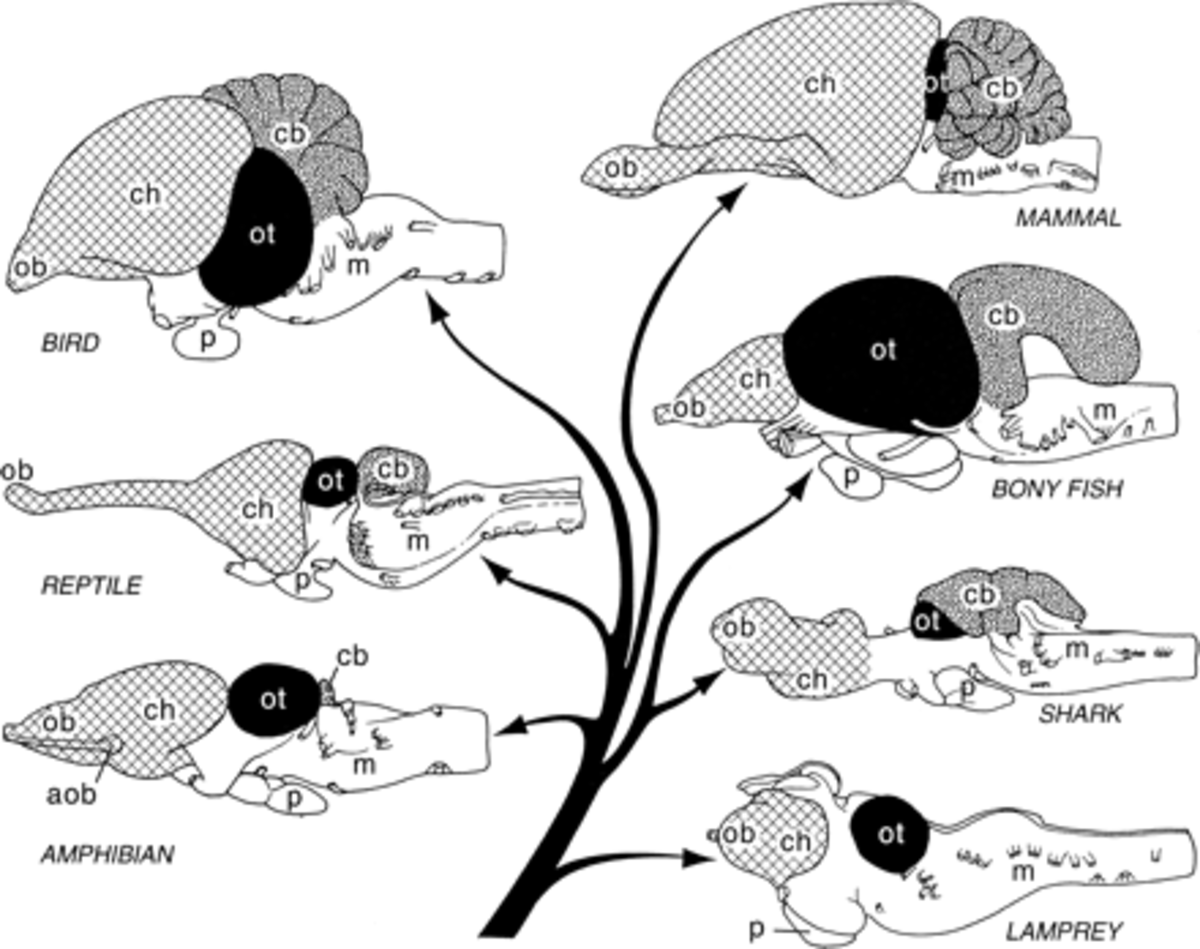 The Evolution of the Human Mind: Part 1 - HubPages