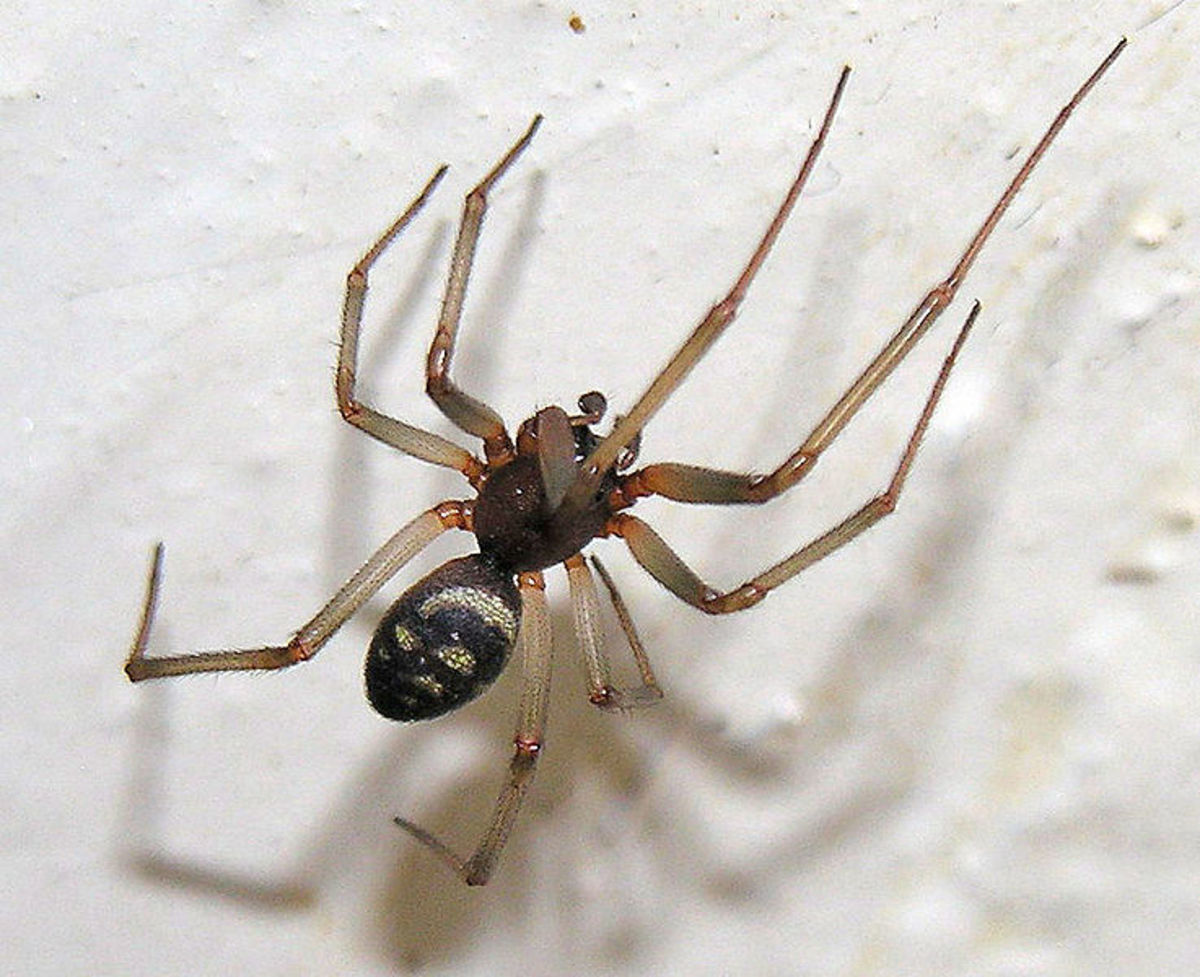 False Black Widow spider - Steatoda grossa - found in the Canary Islands