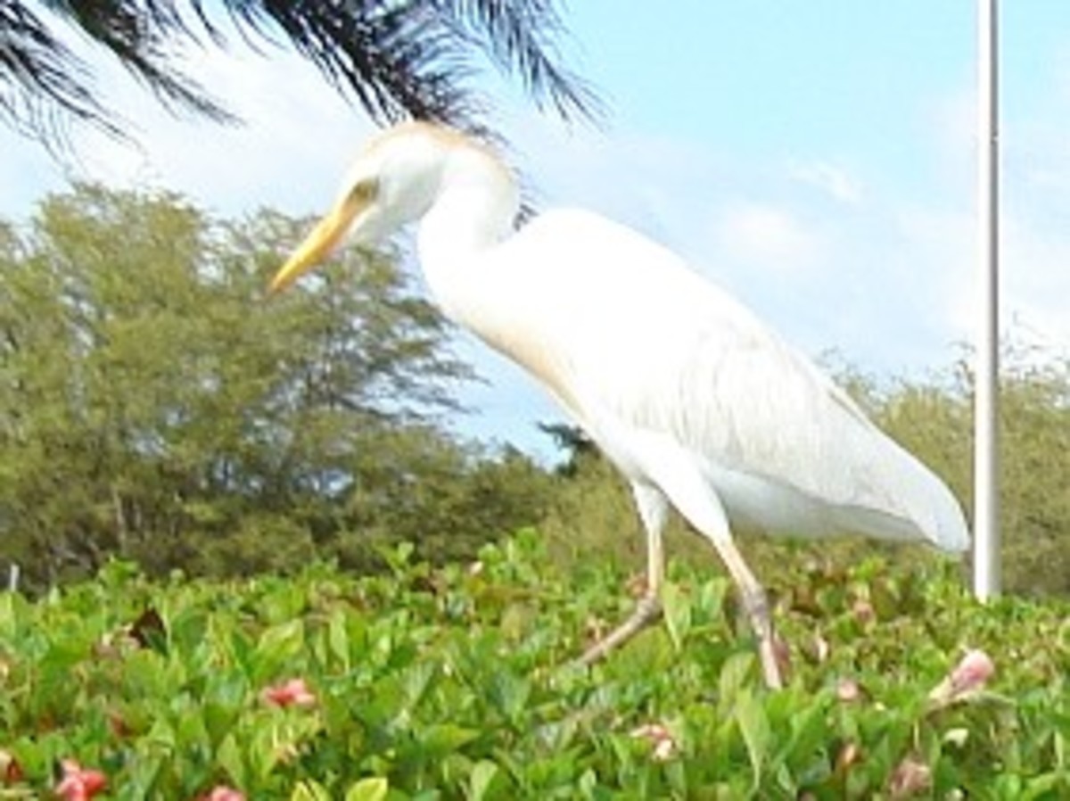 Cattle Egrets, Hawaiian Style