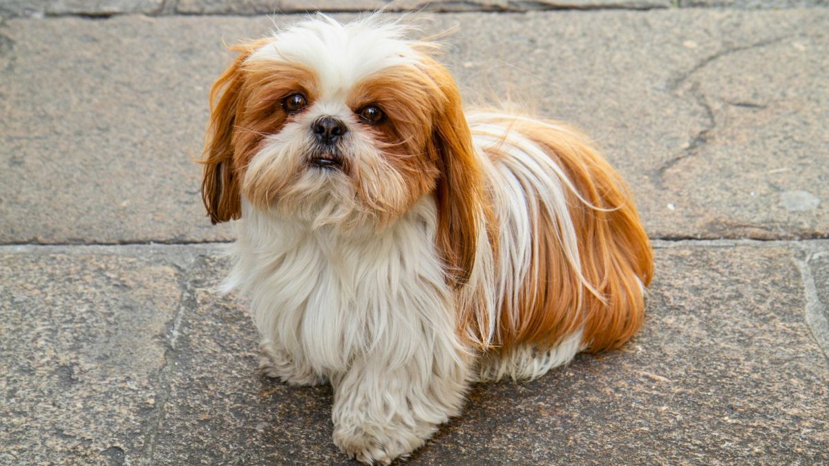 15 Small Dog Breeds for Apartments in India