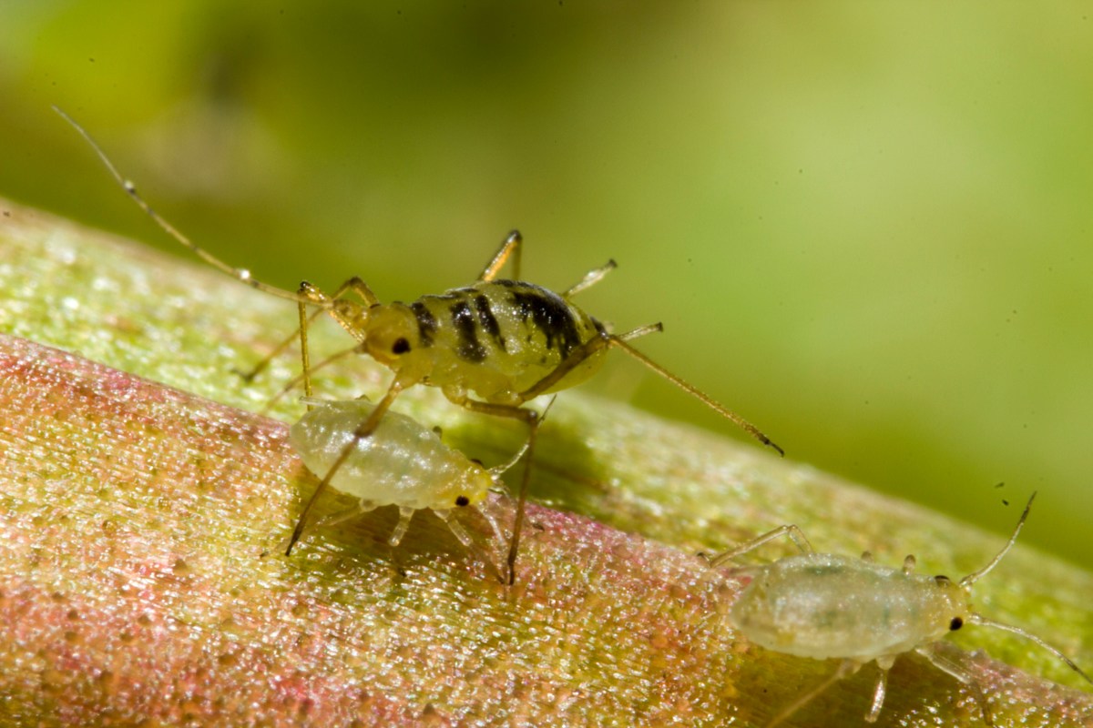 Preventing Aphid Infestations in the Organic Flower Garden