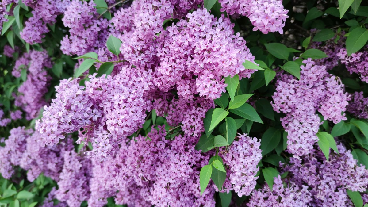 How to Encourage Spring-Blooming Shrubs to Flower