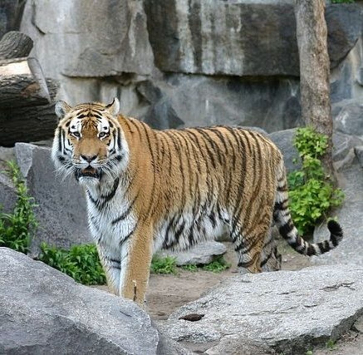 Top Ten Zoos of the United States HubPages