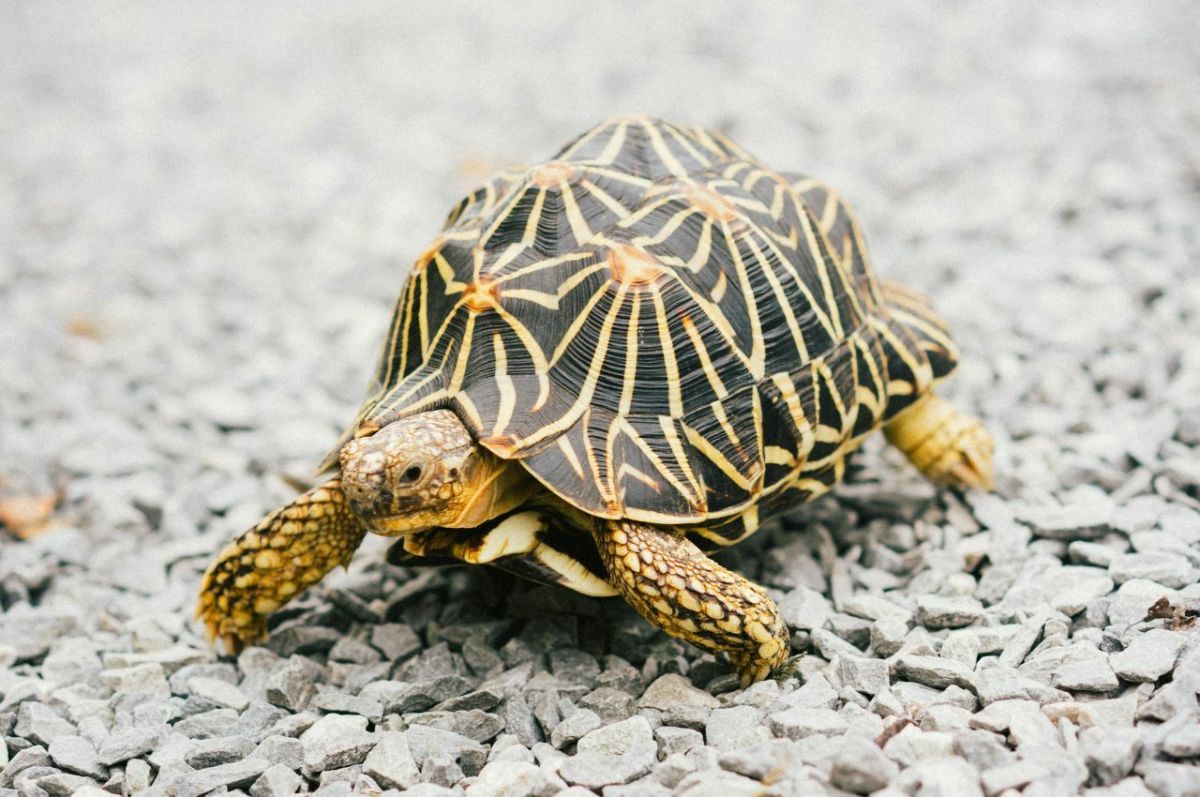 Top 8 Popular Tortoise Types That Make Great Pets