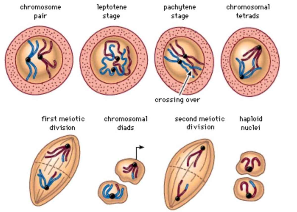 Heredity: How Traits Pass Through Generations - HubPages