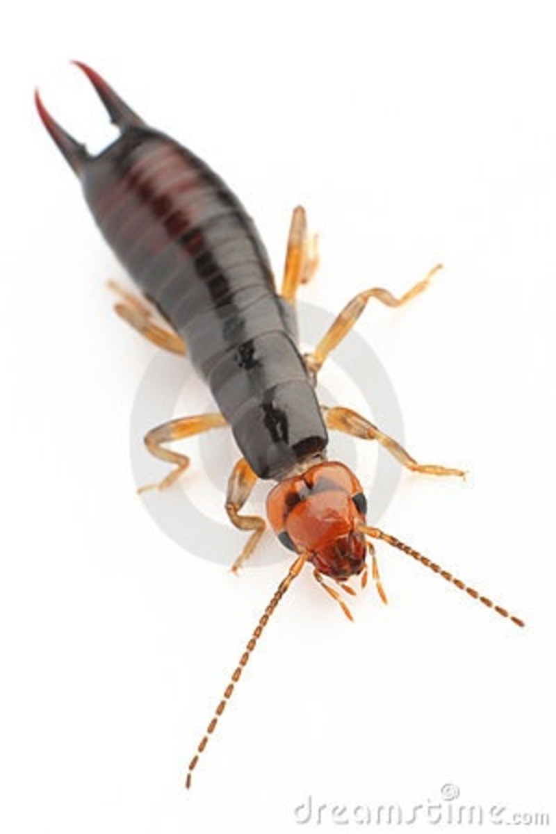Earwig Myths and Facts. - HubPages