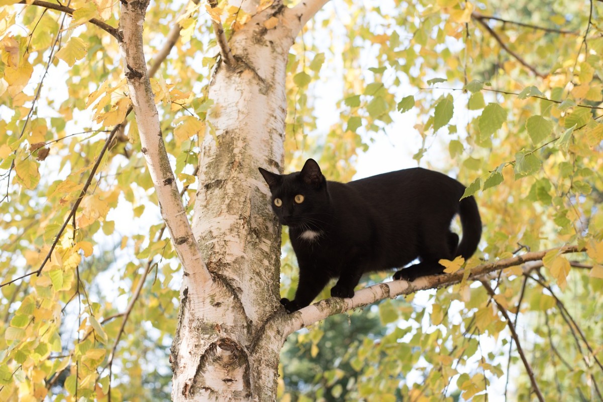 Sassy Creek's Bunny Tales - How Cat Climbs Trees - The Big Adventure: Chapter 15