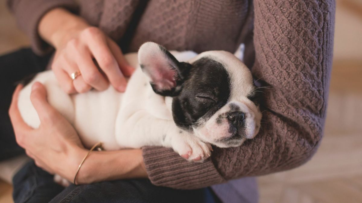 Teaching Puppies to Tolerate Touch: 12 Body-Handling Exercises