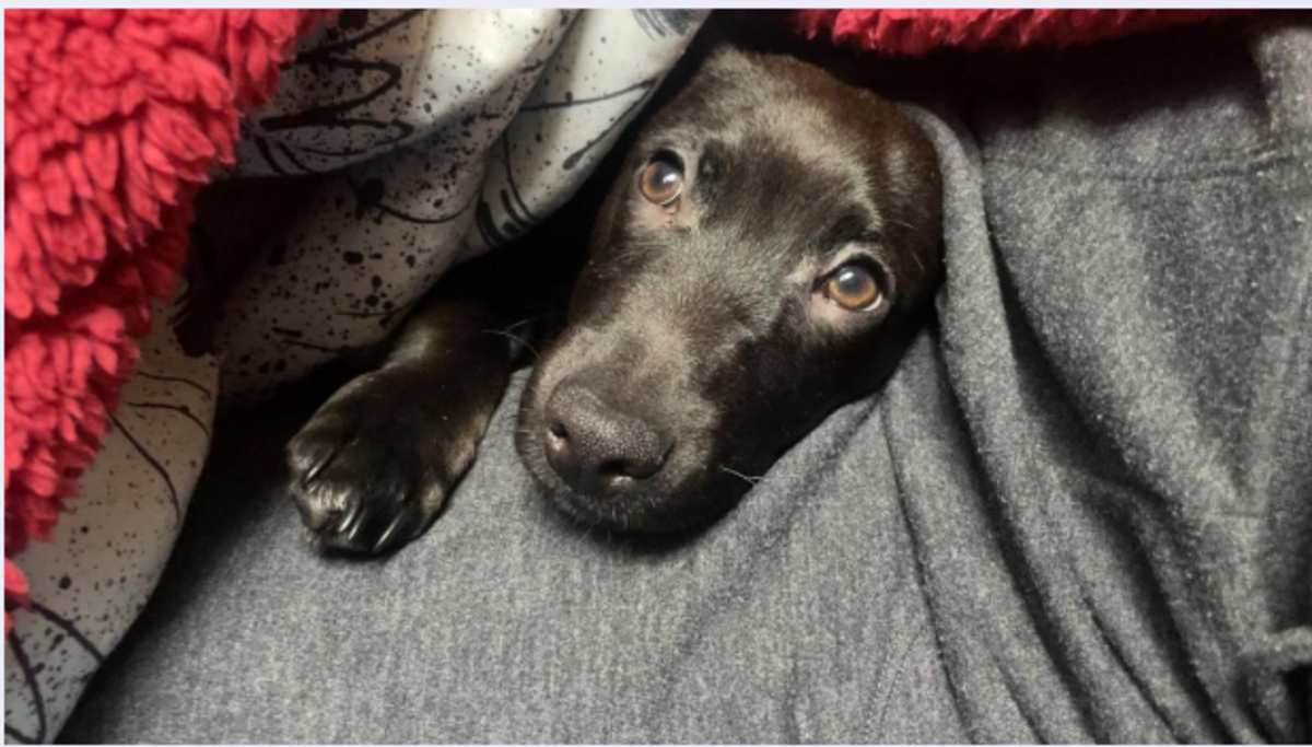 Help, My Dog Barks at Everything! HubPages