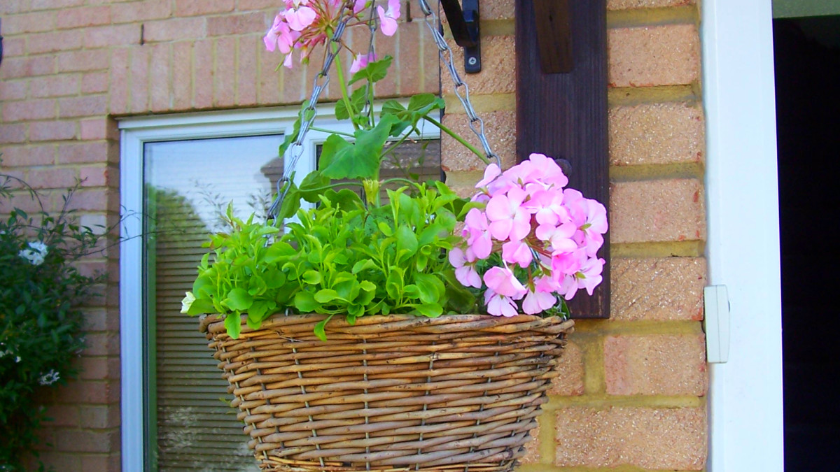 Hanging Basket Flowers: Types, Care, and Photos - Dengarden